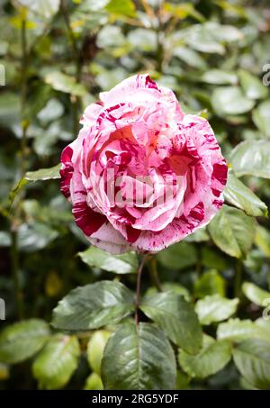 Rosa 'Scentimental' floribunda rose. Stock Photo