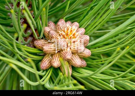 Black Pine (pinus nigra), close up showing a cluster of male flowerbuds at the end of a branch of the tree. Stock Photo