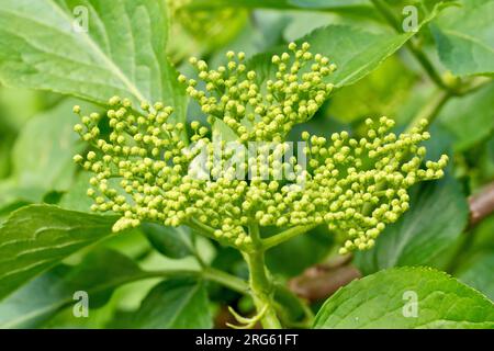 Elder (sambucus nigra), close up showing a large spray of flowerbuds on the shrub in the spring. Stock Photo