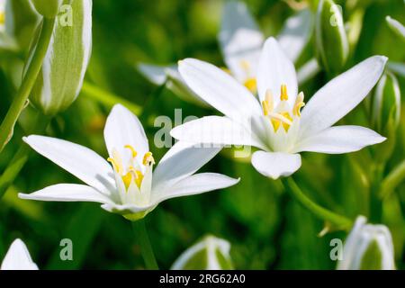 Star-of-Bethlehem (ornithogalum umbellatum), close up of a couple of the distinctive white flowers of the plant. Stock Photo