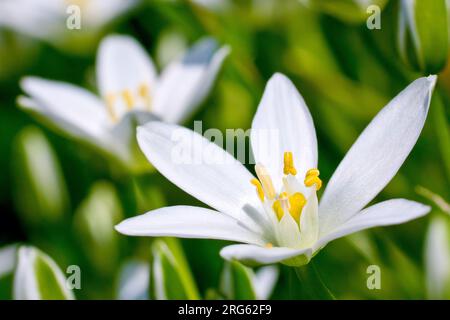 Star-of-Bethlehem (ornithogalum umbellatum), close up focusing on a single white flower of the plant, isolated from the others growing around it. Stock Photo