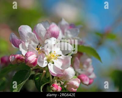 Blossoming apple tree, malus, in spring in a close-up Stock Photo