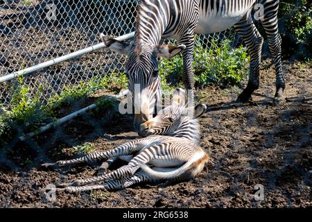 mother with 5 days old baby zebra Stock Photo