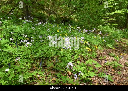 Coralroot bittercress (Cardamine bulbifera) flowers growing in a forest Stock Photo