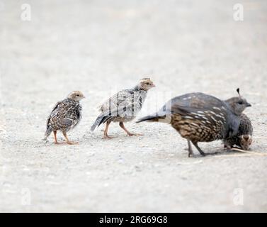 Two California Quail Chicks Stock Photo