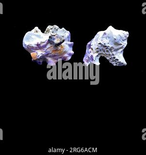 Two decorative beach shells with small stones encrusted to the surfaces and pitting. Purple, white, grey, orange, set against a black background. Stock Photo