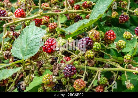 Wild blackberries on a bramble bush at different stages of ripeness growing outside Stock Photo