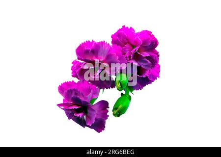 Bold and vibrant dark pink and violet carnation flower on a green stem. Macro, close-up image, petal details, set against a white background. Stock Photo
