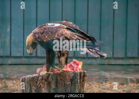 Male of golden eagle eating hare. Golden eagle eats meat at the zoo Stock Photo