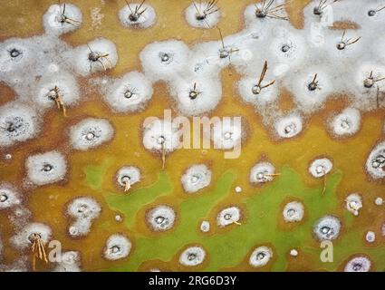 Close up picture of giant opuntia (Opuntia galapageia) pad, abstract nature background, selective focus. Stock Photo