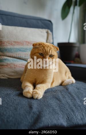 Scottish fold cat on a couch Stock Photo