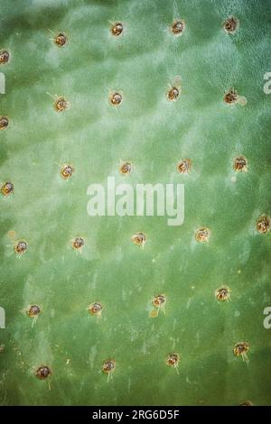 Close up picture of giant opuntia (Opuntia galapageia) pad, abstract nature background, selective focus. Stock Photo