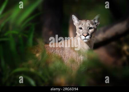 Cougar, mountain lion, puma on dark natural background Stock Photo