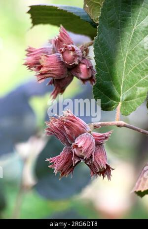 Hazelnut Tree Ripe Fruits ripen on the branch of a hazelnut tree Stock Photo - Alamy