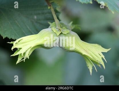Fruits ripen on the branch of a hazelnut tree Stock Photo