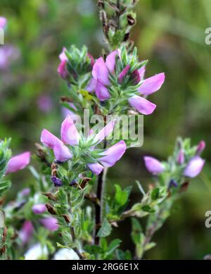 In the wild, Ononis arvensis blooms in the meadow Stock Photo