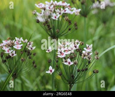 The aquatic plant Butomus umbellatus grows on the shore of the reservoir Stock Photo