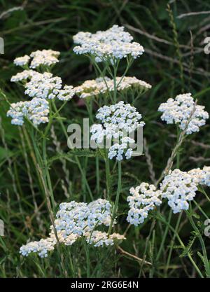 Yarrow (Achillea) blooms in the wild among grasses Stock Photo