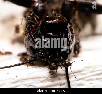Carpenter ants chew through wood to create nests, thus how they have gotten the name carpenter ant.  These ants are feeding on a wasp they have killed Stock Photo