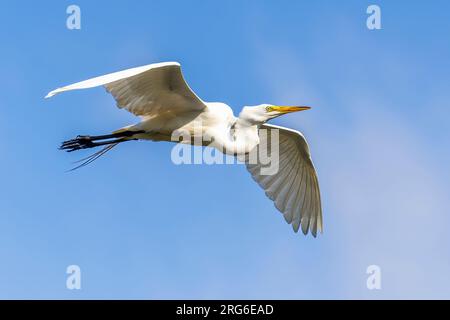 Great Egret flying (Ardea alba), flying, E North America, by Dominique Braud/Dembinsky Photo Assoc Stock Photo