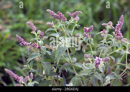 In the summer, long-leaved mint (Mentha longifolia) grows in the wild Stock Photo
