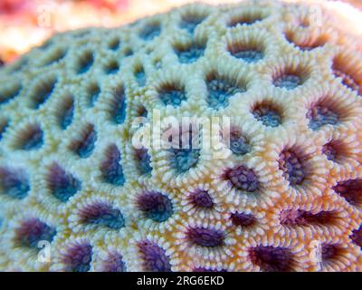Knob LPS coral - (Favites rotundata), undersea macro photography Stock Photo