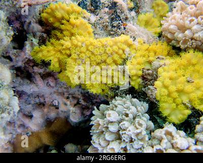 Yellow scroll coral - Turbinaria reniformis Stock Photo