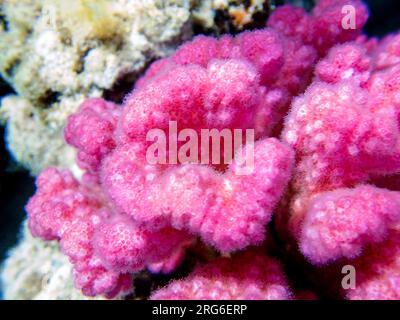 Pink cauliflower coral - Pocillopora sp. Stock Photo