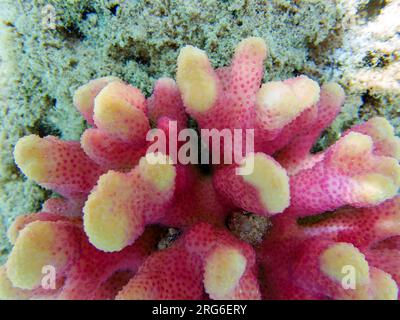 Pink cauliflower coral - Pocillopora sp. Stock Photo