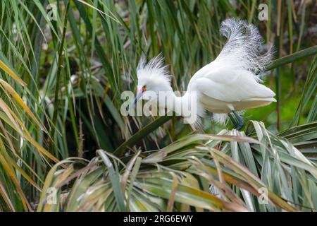 Snowy egret (Egretta thula) in breeding plumage, April, Florida, USA, by Dominique Braud/Dembinsky Photo Assoc Stock Photo