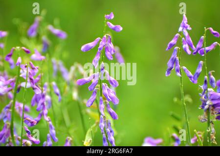 Vicia tenuifolia blooms in the meadow in the wild Stock Photo