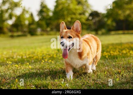 Corgi dog pembroke welsh corgi walking outdoor in summer park Stock Photo