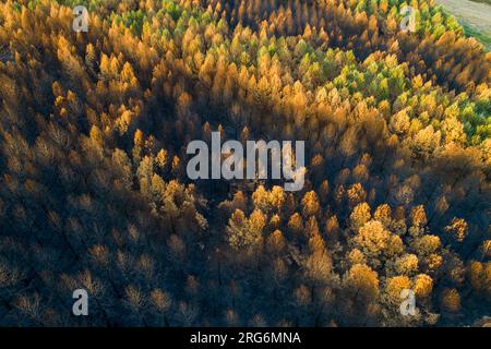 aerial view of a forest burnt by a forest fire, ecology concept Stock Photo