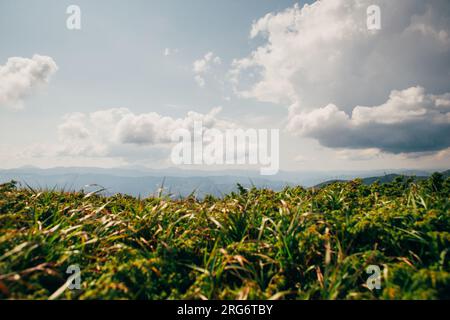 Close-up leaves juniper in the blue clouds sky background in the mountain In Carpathian, Outdoors scenes, Dramatic Landscape Green Color Stock Photo