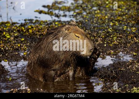 Observing a capybara in its natural habitat, the Esteros del Ibera, a swamp and paradise for nature lovers & bird watchers in Argentina, South America Stock Photo