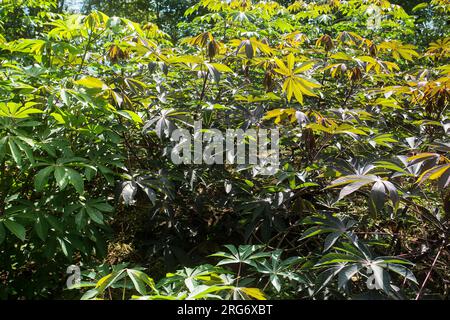 Manihot esculenta - Cassava plantation, tapioca cultivation in the field Stock Photo