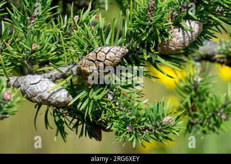 Jack Pine, Cones, Pinus banksiana Stock Photo