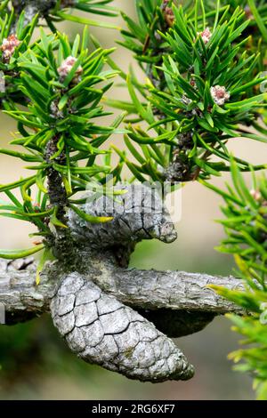 Jack Pine, Pinus banksiana, Cone Stock Photo