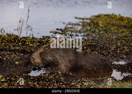 Observing a capybara in its natural habitat, the Esteros del Ibera, a swamp and paradise for nature lovers & bird watchers in Argentina, South America Stock Photo