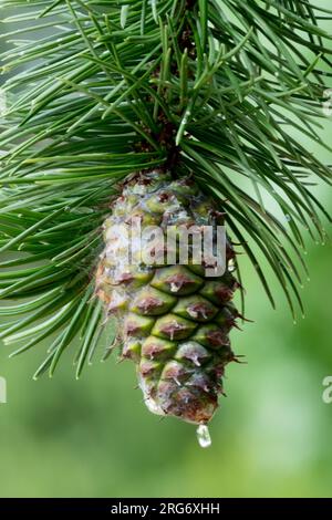 Pinus aristata, Cone, Rocky Mountain Bristlecone Pine Stock Photo