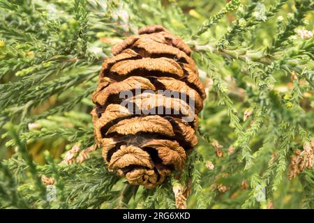 Sequoiadendron giganteum cone with already spilt-out seeds Stock Photo