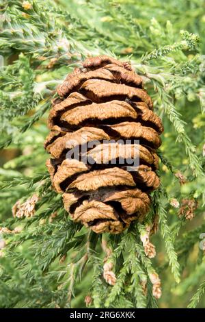 Sequoiadendron giganteum Cone Stock Photo