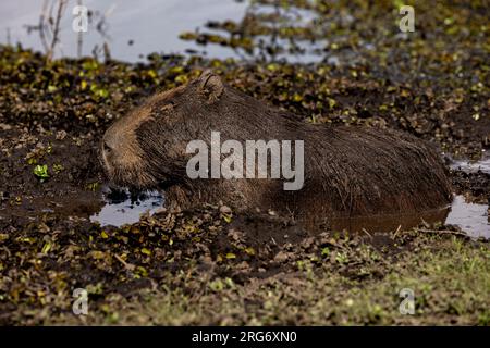 Observing a capybara in its natural habitat, the Esteros del Ibera, a swamp and paradise for nature lovers & bird watchers in Argentina, South America Stock Photo