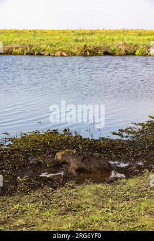 Observing a capybara in its natural habitat, the Esteros del Ibera, a swamp and paradise for nature lovers & bird watchers in Argentina, South America Stock Photo