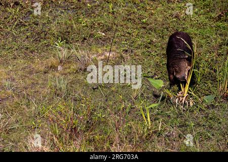 Observing a capybara in its natural habitat, the Esteros del Ibera, a swamp and paradise for nature lovers & bird watchers in Argentina, South America Stock Photo