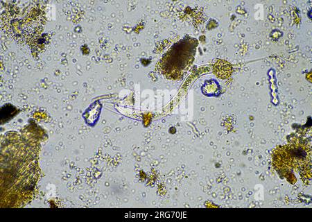 bacterial feeding soil nematode in a soil sample under the microscope on a regenerative farm Stock Photo