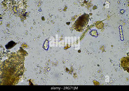 bacterial feeding soil nematode in a soil sample under the microscope on a regenerative farm Stock Photo