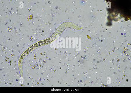 bacterial feeding soil nematode in a soil sample under the microscope on a farm in australia Stock Photo