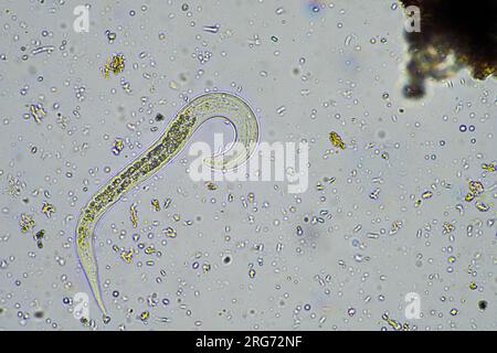 bacterial feeding soil nematode in a soil sample under the microscope on a farm in australia Stock Photo