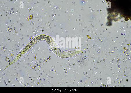 bacterial feeding soil nematode in a soil sample under the microscope on a farm in australia Stock Photo